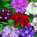 VERBENA hybrida 'Ideal Florist Mix' (Verbena - Ideal Florist Mix)