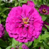 ZINNIA elegans (Zinnia, Dark Violet)