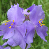 TRADESCANTIA occidentalis (Prairie Spiderwort)