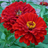 ZINNIA elegans 'Will Rogers' (Zinnia, Red - Will Rogers)