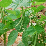 Black Valentine Green, Bush Bean (Phaseolus vulgaris)