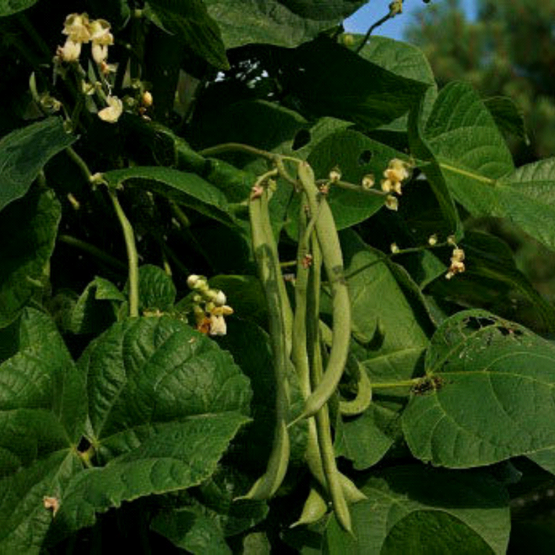 Kentucky Wonder 125, Pole Bean (Phaseolus vulgaris)