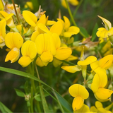 LOTUS corniculatus (Bird's Foot Trefoil)