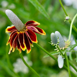 RATIBIDA columifera (Mexican Hat, Upright Prairie Coneflower)