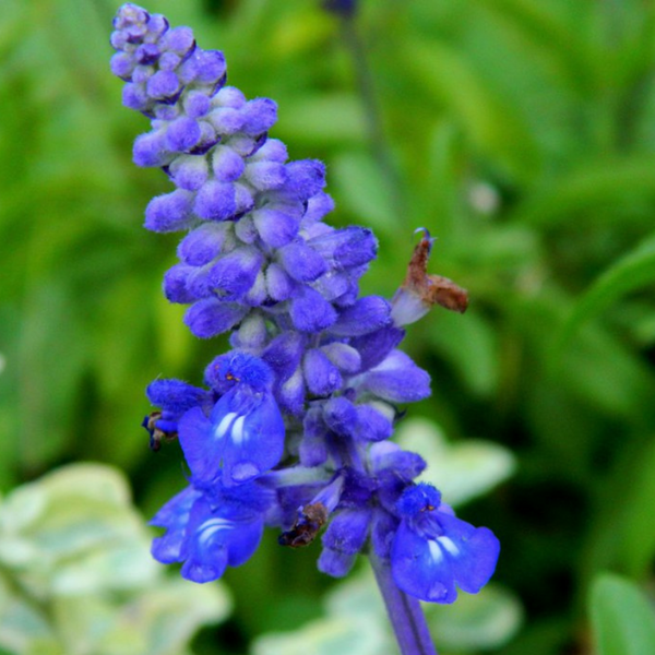 Salvia