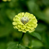 ZINNIA elegans 'Envy' (Zinnia, Green - Envy)