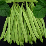 Kentucky Wonder 125, Pole Bean (Phaseolus vulgaris)