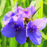 TRADESCANTIA ohiensis (Ohio Spiderwort)