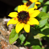 SANVITALIA procumbens (Creeping Zinnia)