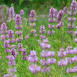 MONARDA citriodora (Lemon Mint)