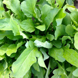 Astro Arugula (Eruca sativa)