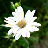 OSTEOSPERMUM eklonis (Cape Daisy, White)