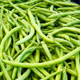 Landreth Stringless Green, Bush Bean (Phaseolus vulgaris)