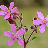 SAPONARIA ocymoides (Soapwort)