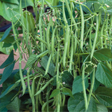 Petite Filet  French, Bush Bean (Phaseolus vulgaris)