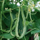 Kentucky Wonder, Pole Bean  (Organic) (Phaseolus vulgaris)