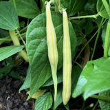 Gold Rush, Yellow Bean (Phaseolus vulgaris)