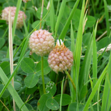 TRIFOLIUM fragiferum (Strawberry Clover)