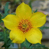 MENTZELIA lindleyi (Blazing Star)