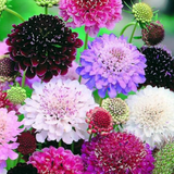 SCABIOSA atropurpurea 'Imperial Mix' (Pincushion Flower, Mixed)