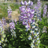 LUPINUS argenteus (Mountain Lupine)