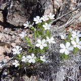 LINANTHUS grandiflorus (Mountain Phlox)