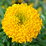 TAGETES erecta 'Crackerjack' (African Marigold - Crackerjack)