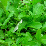 Roquette Arugula (Eruca vesicaria)