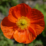 PAPAVER nudicaule (Iceland Poppy)