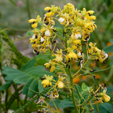 SENNA hebecarpa (Wild Senna)