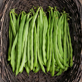 Kentucky Wonder, Pole Bean  (Organic) (Phaseolus vulgaris)