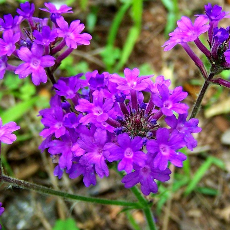 VERBENA tenuisecta  (Moss Verbena, Purple)