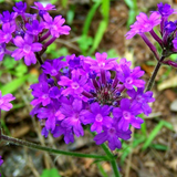 VERBENA tenuisecta  (Moss Verbena, Purple)