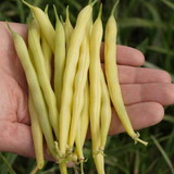 Gold Rush, Yellow Bean (Phaseolus vulgaris)