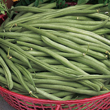 Petite Filet  French, Bush Bean (Phaseolus vulgaris)