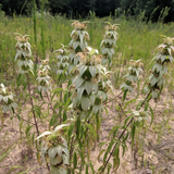 MONARDA punctata (Spotted Beebalm)