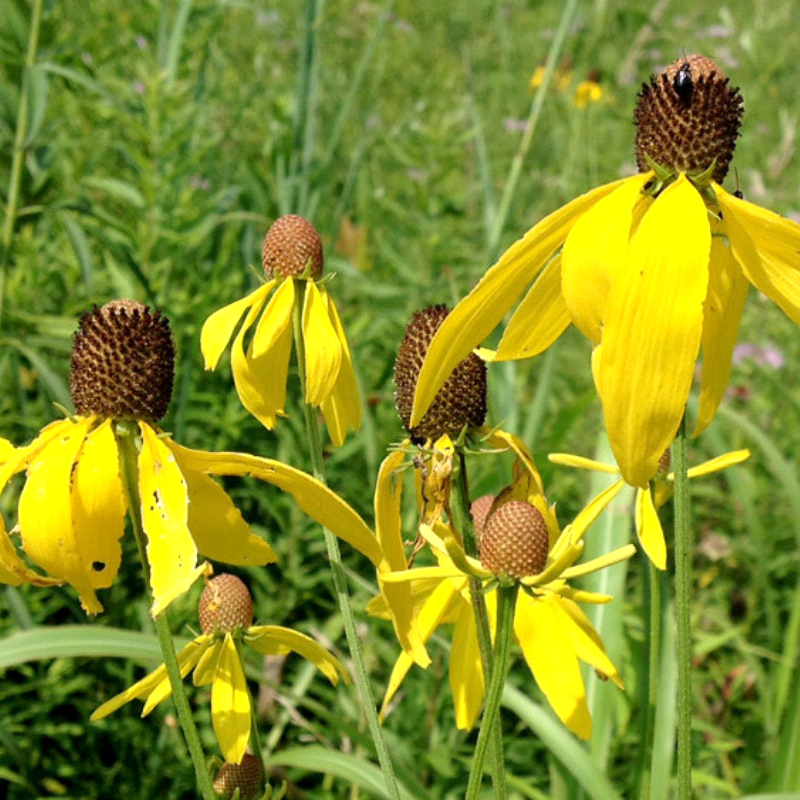 Ratibida Pinnata Grey-Headed Coneflower Seeds – Non-GMO Perennial, 500 Seeds