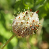 TRIFOLIUM fragiferum (Strawberry Clover)