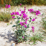 SILENE armeria (Catchfly)