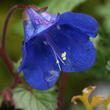 PHACELIA campanularia (California Bluebell)