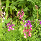 Linaria maroccana 'Fairy Bouquet'  (Spurred Snapdragon, Dwarf Mixed, Fairy Bouquet)