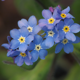 Myosotis sylvatica (Forget-Me-Not, French Forget Me Not)