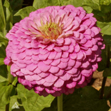 ZINNIA elegans 'Luminosa' (Zinnia, Pink - Luminosa)