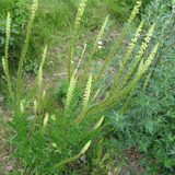 RESEDA odorata (Sweet Mignonette)