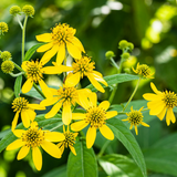 VERBESINA alternifolia (Wingstem)