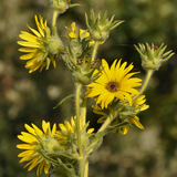 SILPHIUM laciniatum (Compass Plant)