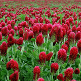 TRIFOLIUM incarnatum (Crimson Clover) - RAW