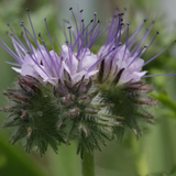 PHACELIA tanacetifolia (Lacy Phacelia)