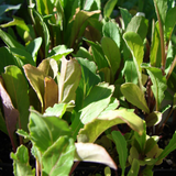 Wild Arugula Red Streaked (Eruca vesicaria sativa)