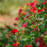 MIRABILIS jalapa (Four O'Clock, Red)